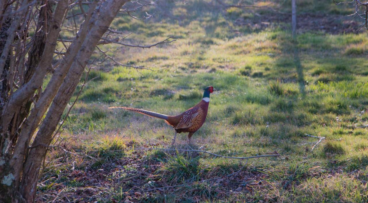 Podere Piandicava カステルヌオーヴォ・ディ・ヴァル・ディ・チェーチナ エクステリア 写真